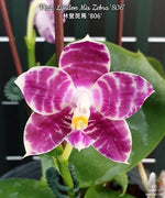 Carica l&#39;immagine nel visualizzatore Galleria, Phalaenopsis Lyndon Mix Zebra &#39;806&#39;
