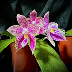 Carica l&#39;immagine nel visualizzatore Galleria, Phalaenopsis Lyndon Mix Zebra &#39;817&#39;
