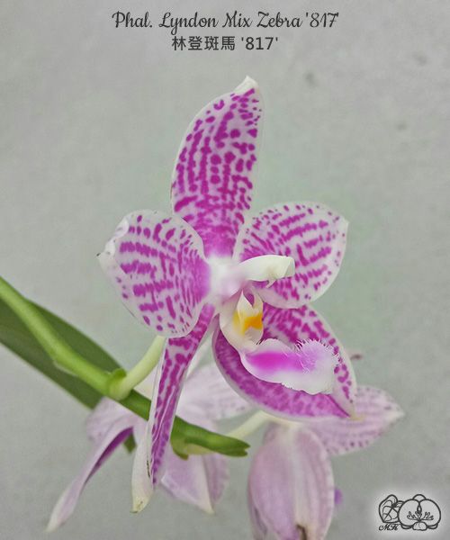 Phalaenopsis Lyndon Mix Zebra '817'