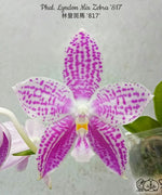 Carica l&#39;immagine nel visualizzatore Galleria, Phalaenopsis Lyndon Mix Zebra &#39;817&#39;
