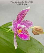 Phalaenopsis Lyndon Mix Zebra '824'