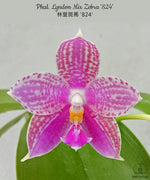Carica l&#39;immagine nel visualizzatore Galleria, Phalaenopsis Lyndon Mix Zebra &#39;824&#39;
