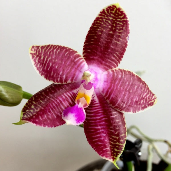 Phalaenopsis Malibu Imp (Ludde-violacea x amboinensis)