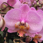 Carica l&#39;immagine nel visualizzatore Galleria, Phalaenopsis Manhattan

