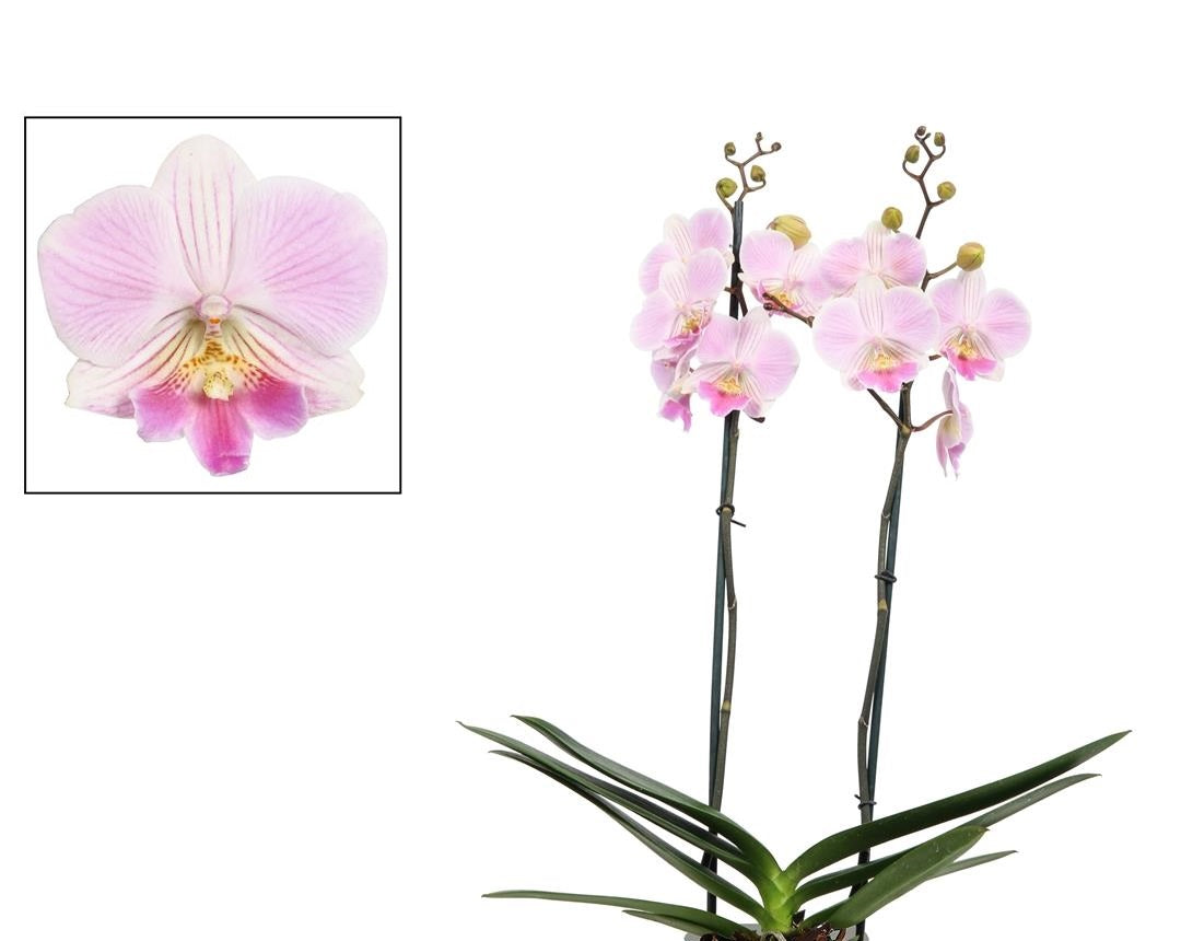 Phalaenopsis Manta Maldives