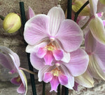 Carica l&#39;immagine nel visualizzatore Galleria, Phalaenopsis Manta Maldives
