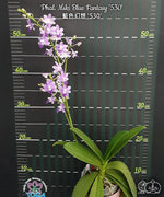Carica l&#39;immagine nel visualizzatore Galleria, Phalaenopsis Miki Blue Fantasy &#39;530&#39;
