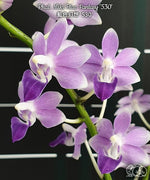 Carica l&#39;immagine nel visualizzatore Galleria, Phalaenopsis Miki Blue Fantasy &#39;530&#39;
