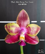 Carica l&#39;immagine nel visualizzatore Galleria, Phalaenopsis Miki Cherry Tree &#39;Snake&#39;
