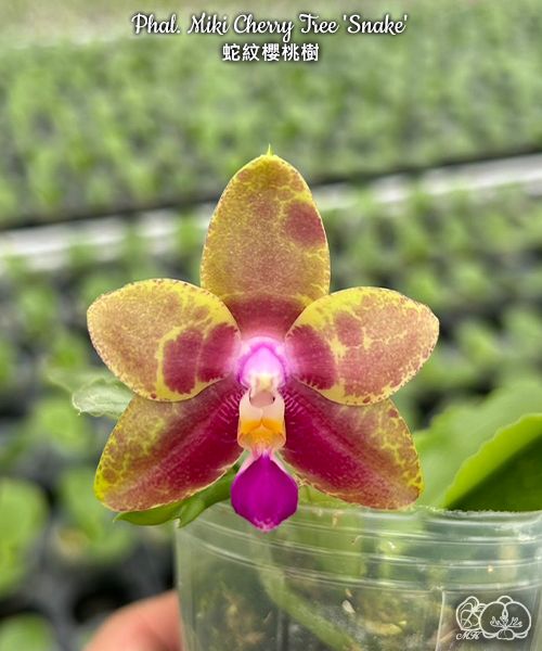 Phalaenopsis Miki Cherry Tree 'Snake'