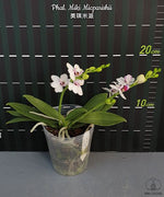 Carica l&#39;immagine nel visualizzatore Galleria, Phalaenopsis Miki Micparishii (Taisuco Micky × parishii)
