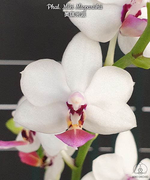 Phalaenopsis Miki Micparishii (Taisuco Micky × parishii)