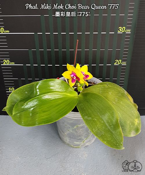 Phalaenopsis Miki Mok Choi Bear Queen '775'