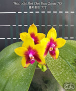 Carica l&#39;immagine nel visualizzatore Galleria, Phalaenopsis Miki Mok Choi Bear Queen &#39;775&#39;
