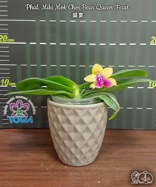 Phalaenopsis Miki Mok Choi Bear Queen 'Feast'