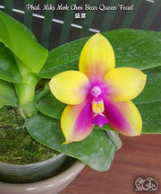 Phalaenopsis Miki Mok Choi Bear Queen 'Feast'