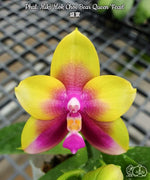 Carica l&#39;immagine nel visualizzatore Galleria, Phalaenopsis Miki Mok Choi Bear Queen &#39;Feast&#39;
