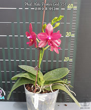 Phalaenopsis Miki Peoker Girl '751'