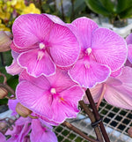 Carica l&#39;immagine nel visualizzatore Galleria, Phalaenopsis Miki Pink Planet - Big Lip
