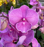 Carica l&#39;immagine nel visualizzatore Galleria, Phalaenopsis Miki Pink Planet - Big Lip
