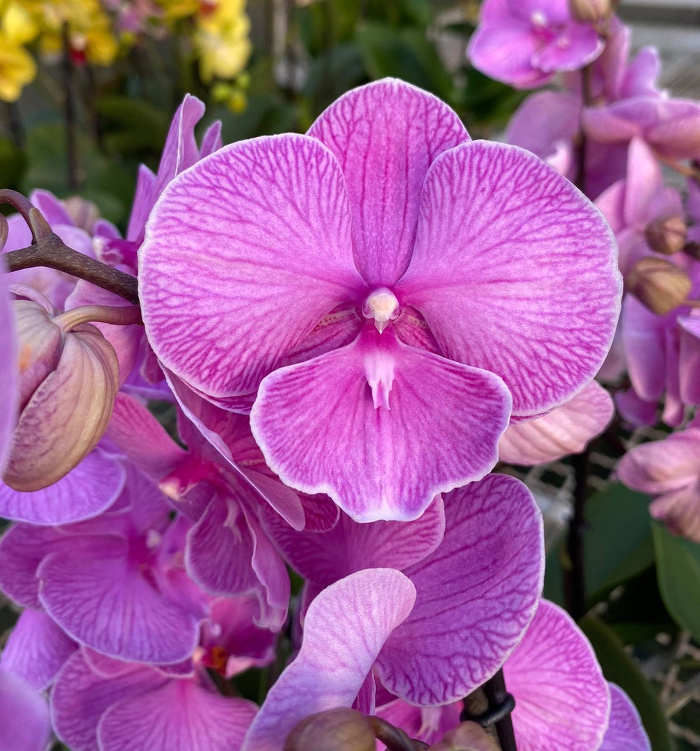 Phalaenopsis Miki Pink Planet - Big Lip