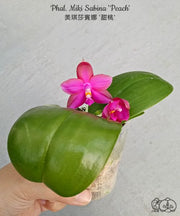 Phalaenopsis Miki Sabina 'Peach'