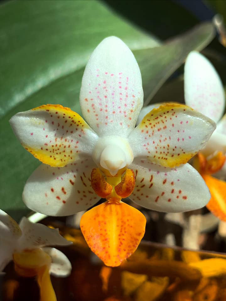 Phalaenopsis Mini Mark 'Sunsplash' JS/AOS