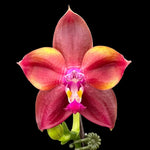 Carica l&#39;immagine nel visualizzatore Galleria, Phalaenopsis Mituo Obsidian &#39;Three Headed Dog&#39;
