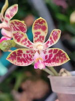 Carica l&#39;immagine nel visualizzatore Galleria, Phalaenopsis Nianzhen Song (venosa x finleyi)
