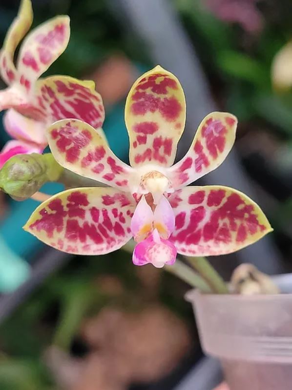 Phalaenopsis Nianzhen Song (venosa x finleyi)