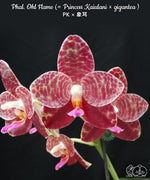 Carica l&#39;immagine nel visualizzatore Galleria, Phalaenopsis Ohl Flame (Princess Kaiulani × gigantea)
