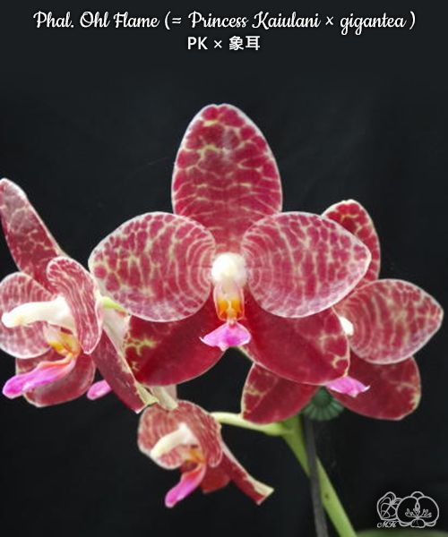 Phalaenopsis Ohl Flame (Princess Kaiulani × gigantea)