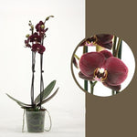 Carica l&#39;immagine nel visualizzatore Galleria, Phalaenopsis Ola
