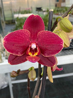 Carica l&#39;immagine nel visualizzatore Galleria, Phalaenopsis Ola
