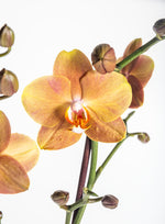 Carica l&#39;immagine nel visualizzatore Galleria, Phalaenopsis Orange Delight (las vegas x horizon)
