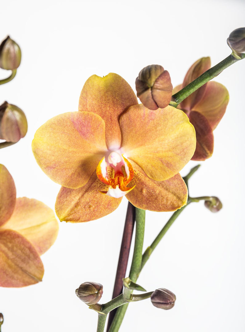 Phalaenopsis Orange Delight (las vegas x horizon)