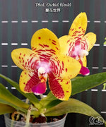 Carica l&#39;immagine nel visualizzatore Galleria, Phalaenopsis Orchid World

