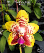 Carica l&#39;immagine nel visualizzatore Galleria, Phalaenopsis Orchid World
