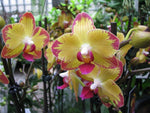 Carica l&#39;immagine nel visualizzatore Galleria, Phalaenopsis Papagayo
