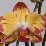 Carica l&#39;immagine nel visualizzatore Galleria, Phalaenopsis Papagayo
