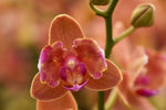Carica l&#39;immagine nel visualizzatore Galleria, Phalaenopsis Paprika - Peloric 2 eyes
