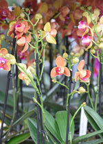 Carica l&#39;immagine nel visualizzatore Galleria, Phalaenopsis Paprika - Peloric 3 lips
