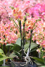 Carica l&#39;immagine nel visualizzatore Galleria, Phalaenopsis Paprika - Peloric 3 lips
