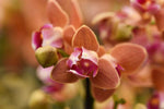 Carica l&#39;immagine nel visualizzatore Galleria, Phalaenopsis Paprika - Peloric 3 lips
