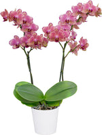 Carica l&#39;immagine nel visualizzatore Galleria, Phalaenopsis Pirate Picotee
