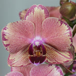 Carica l&#39;immagine nel visualizzatore Galleria, Phalaenopsis Pirate Picotee
