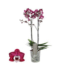 Carica l&#39;immagine nel visualizzatore Galleria, Phalaenopsis Pretty Yuka
