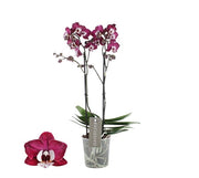 Phalaenopsis Pretty Yuka