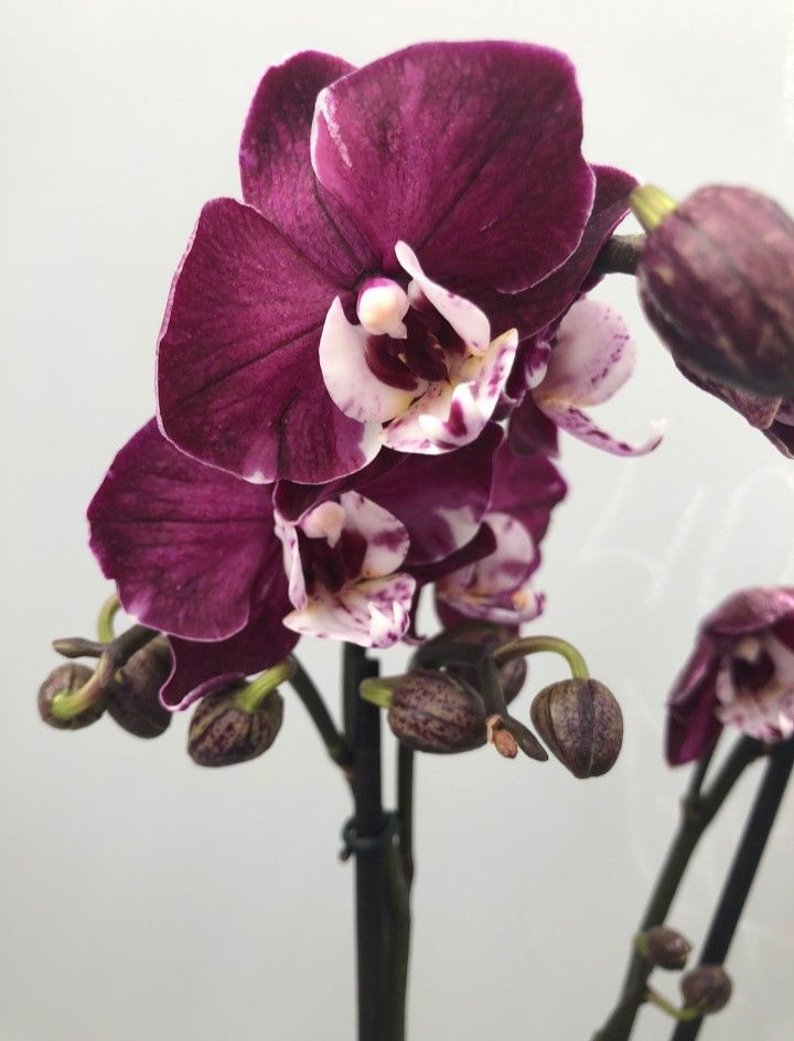 Phalaenopsis Pretty Yuka