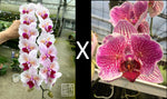 Carica l&#39;immagine nel visualizzatore Galleria, Phalaenopsis Princess Sakura &#39;Splendid&#39; x Phal. Joy Precious Coral
